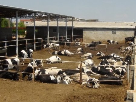 Süt çiftliğinde 80 büyükbaş sırayla telef oldu, ahır hayvan mezarlığına döndü
