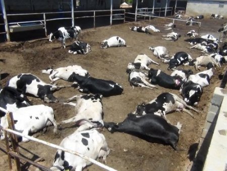 Süt çiftliğinde 80 büyükbaş sırayla telef oldu, ahır hayvan mezarlığına döndü