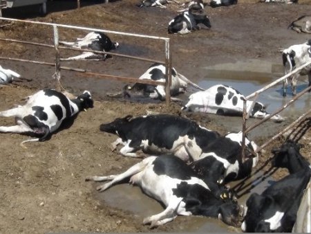 Süt çiftliğinde 80 büyükbaş sırayla telef oldu, ahır hayvan mezarlığına döndü