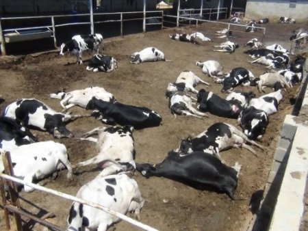 Süt çiftliğinde 80 büyükbaş sırayla telef oldu, ahır hayvan mezarlığına döndü