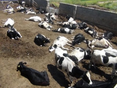 Süt çiftliğinde 80 büyükbaş sırayla telef oldu, ahır hayvan mezarlığına döndü