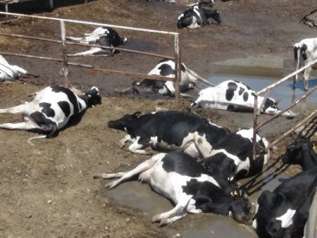 Süt çiftliğinde 80 büyükbaş sırayla telef oldu, ahır hayvan mezarlığına döndü
