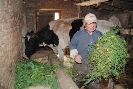 Süt sığırcılığı maliyetlerinin artması hayvancılığı zor durumda bırakıyor