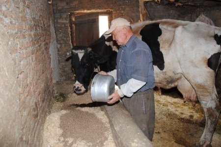 Süt sığırcılığı maliyetlerinin artması hayvancılığı zor durumda bırakıyor