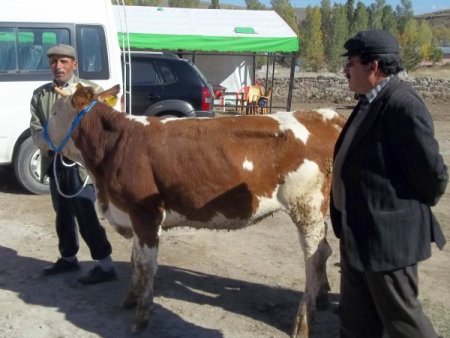 Süt Sığırcılığı Projesi çerçevesinde 404 sığır dağıtıldı