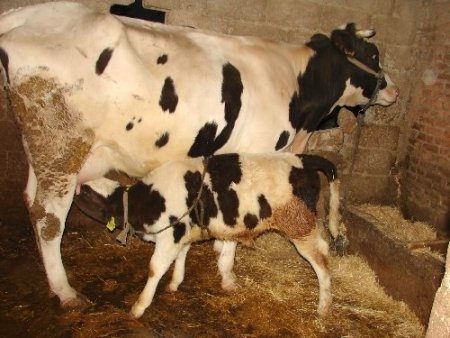 Süt Tozu Desteklemesi, Sütün 50 Kuruşun Altına Düşmesini Önledi