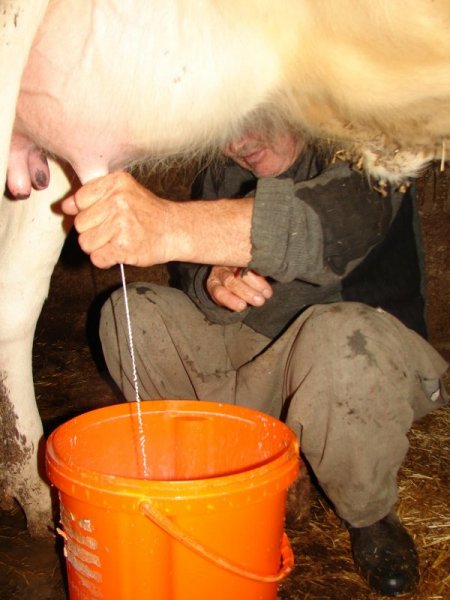 Süt üreticisi bilgilendirildi, sütteki bakteri oranı 10 milyondan 200 bine düştü