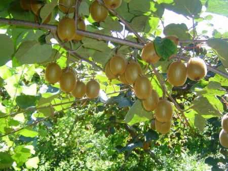 Sütlüoğlu: Rize’de Çayın Yanı Sıra Kivi Ve Benzeri Ürünler De Desteklenmeli