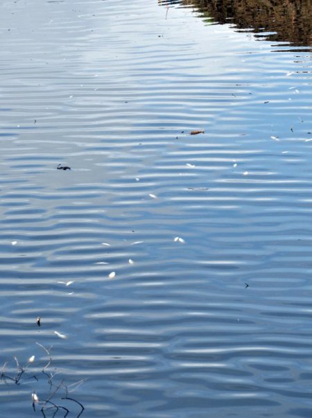 Suyu kirlenen derede balık ölümleri yaşanıyor