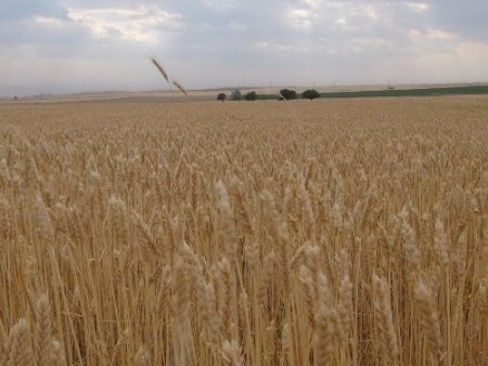 Tahıl hasadına başlandı, çiftçiler rekolte sevinci yaşıyor