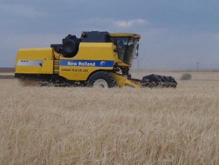 Tahıl hasadına başlandı, çiftçiler rekolte sevinci yaşıyor