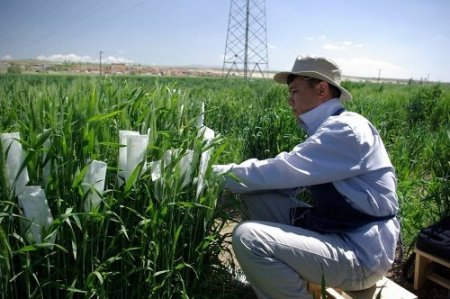 Tahılda verim 80 kilolardan 1 tonlara ulaştı