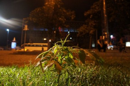 Taksim'de 'şüpheli ot' alarmı