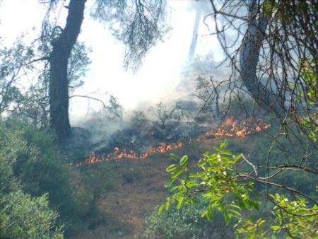 Taraklı'da Orman Yangını