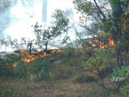 Taraklı'da Orman Yangını