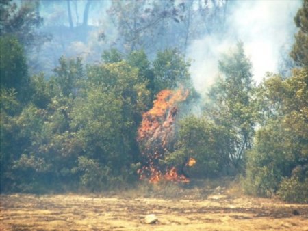 Taraklı'da Orman Yangını