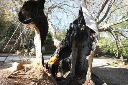 Tarihî Çınar Ağaçları Tedavi Ediliyor