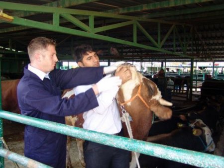 Tarım İl Müdürü Çelik, kurban pazarlarını denetledi