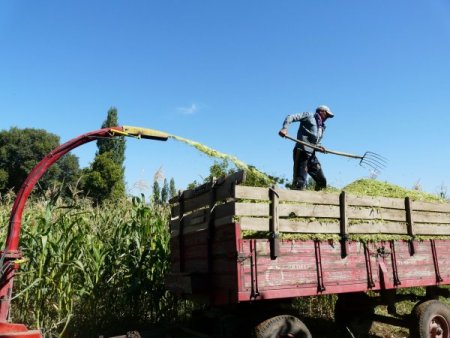 Tarımda hayvan yem bitkileri ekimi revaçta