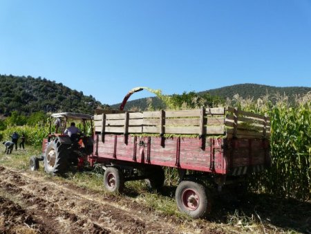 Tarımda hayvan yem bitkileri ekimi revaçta