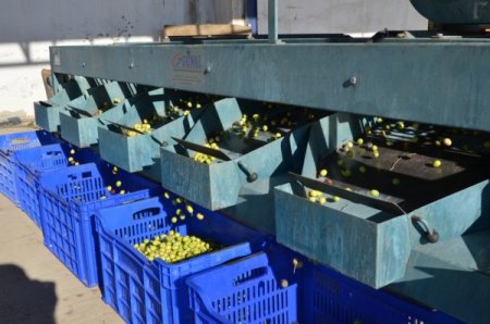 Tariş Burhaniye'de yeşil zeytin alımına başladı