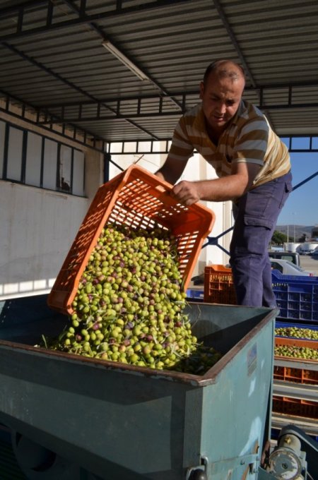 Tariş Burhaniye'de yeşil zeytin alımına başladı