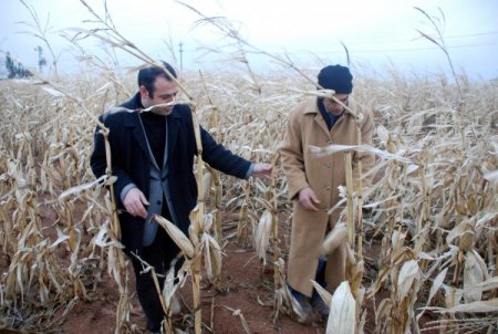 Tarlada Kalan Mısırı Yağış Ve Don Vurdu, Çiftçi Mağdur