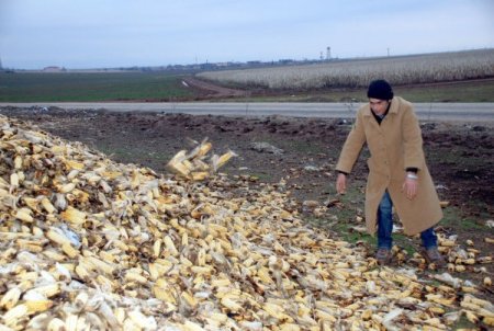 Tarlada Kalan Mısırı Yağış Ve Don Vurdu, Çiftçi Mağdur