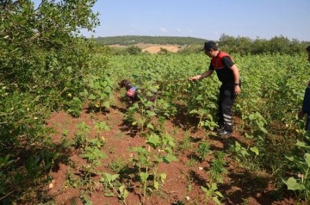 Tarlada kenevir ekip hasadını yaptı ancak jandarmadan kaçamadı