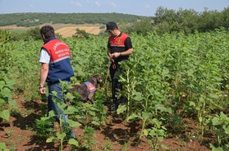 Tarlada kenevir ekip hasadını yaptı ancak jandarmadan kaçamadı