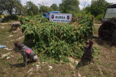 Tarlada kenevir ekip hasadını yaptı ancak jandarmadan kaçamadı