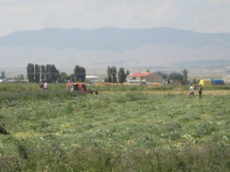 Tarlada Yonca Biçerken Kurşunlandı