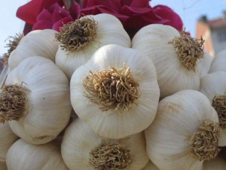 Tarladaki Hastalık Taşköprü Sarımsağını Vurdu