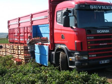 Tarladan 1,5 Liraya Verdiği Domatesin Pazarda 5 Liraya Satıldığını Duyan Çiftçi Şaşkın