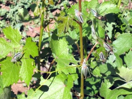 Tarlalarını çekirge basan çiftçiler şaşkın