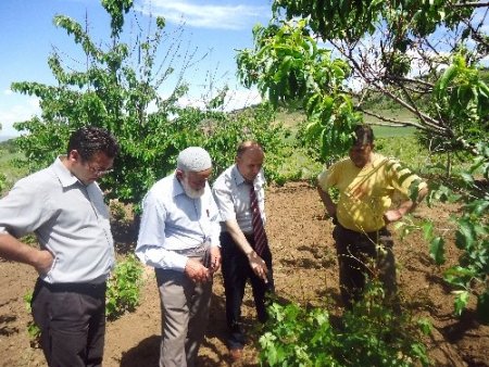 Tarlalarını çekirge basan çiftçiler şaşkın