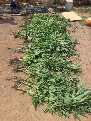 Tarsus'ta 710 kök kenevir ele geçirildi