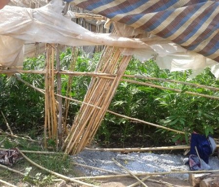 Tarsus'ta 710 kök kenevir ele geçirildi