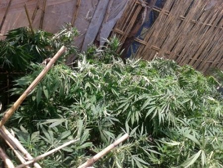 Tarsus'ta 710 kök kenevir ele geçirildi