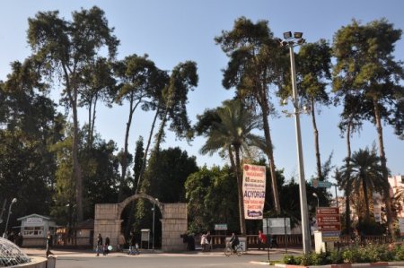 Tarsus'ta ekonomik ömrünü tamamlayan ağaçlar kesilecek