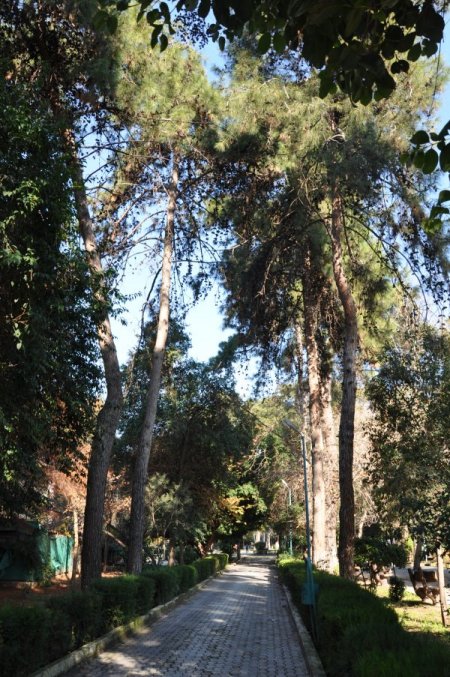 Tarsus'ta ekonomik ömrünü tamamlayan ağaçlar kesilecek