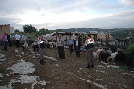 Tarsus'ta hayvan hırsızlığı operasyonunda çete lideri yakalandı