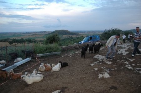 Tarsus'ta hayvan hırsızlığı operasyonunda çete lideri yakalandı