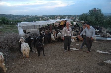 Tarsus'ta hayvan hırsızlığı operasyonunda çete lideri yakalandı