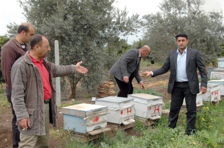 Tarsus’ta tarım ilaçlarının milyonlarca arıyı öldürdüğü iddia edildi