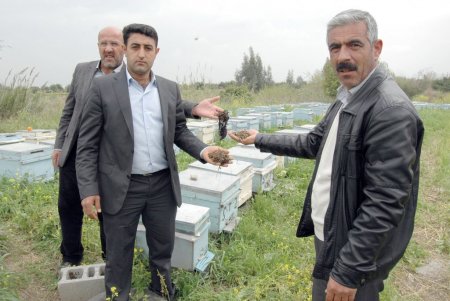 Tarsus’ta tarım ilaçlarının milyonlarca arıyı öldürdüğü iddia edildi