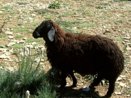 Tarsus’un ‘Kara Koyun’ları tescillendi