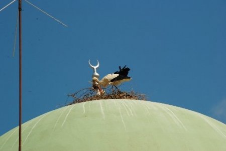 Taşağıl'da göçmen kuşların yuvaları korumaya alındı