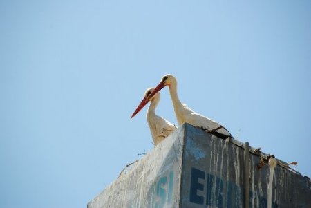 Taşağıl'da göçmen kuşların yuvaları korumaya alındı