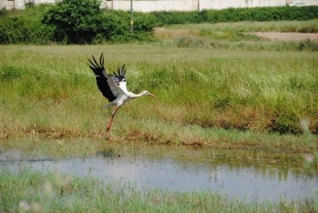 Taşağıl'da göçmen kuşların yuvaları korumaya alındı